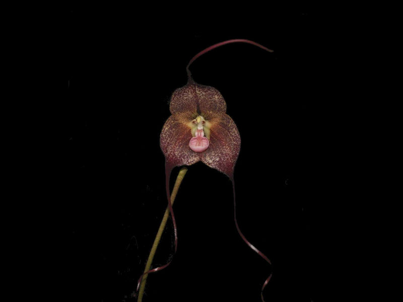 Dracula gigas f. black