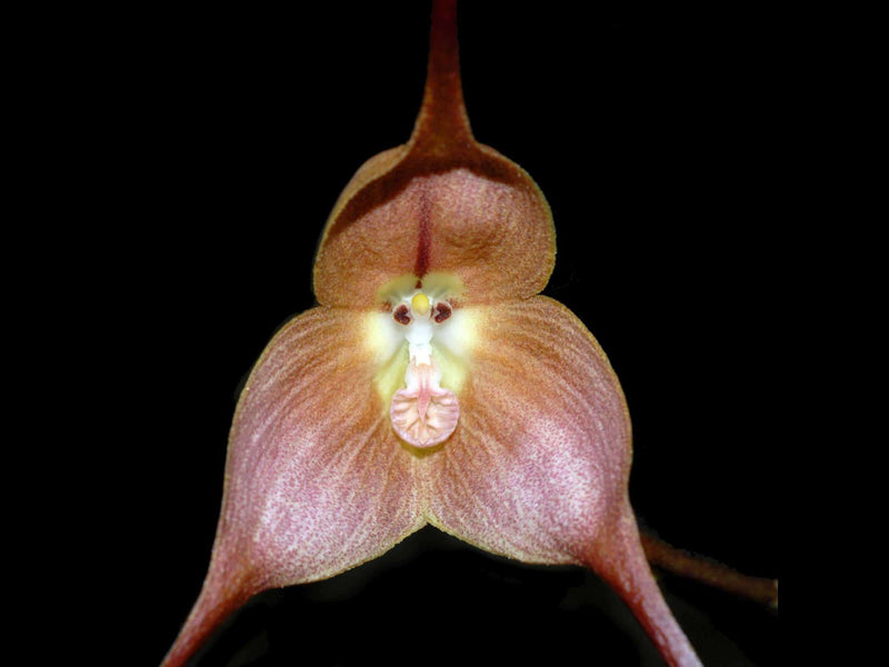 Dracula gigas f. melon