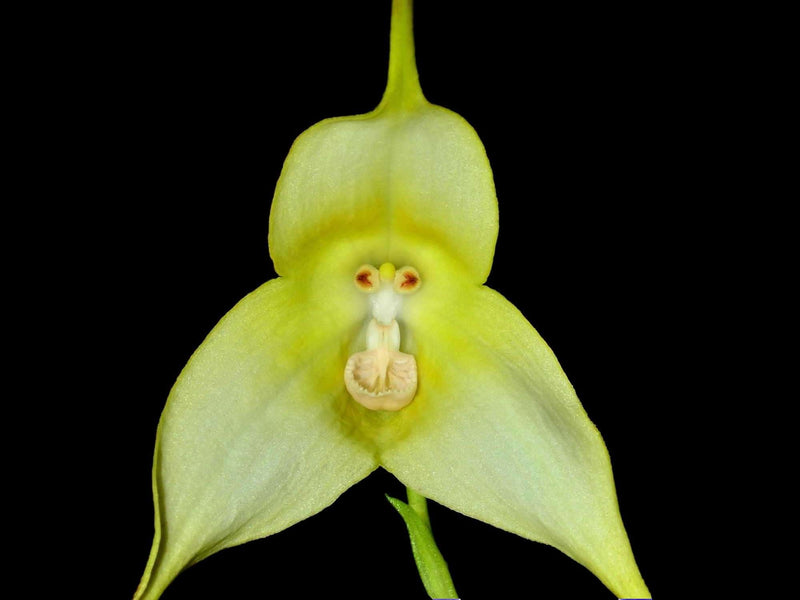 Dracula gorgona f. xanthina