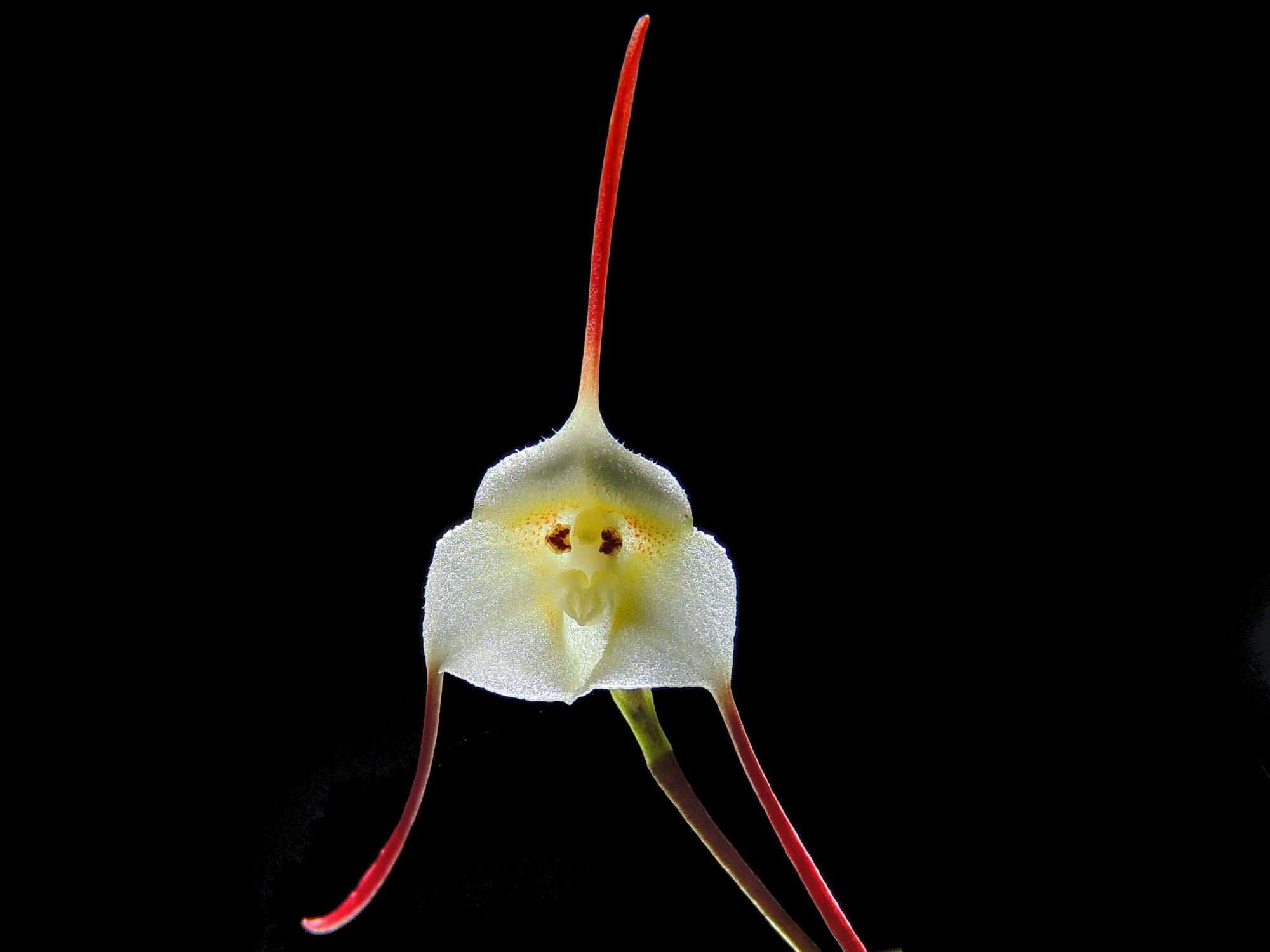 Dracula lotax — Ecuagenera Europe GmbH