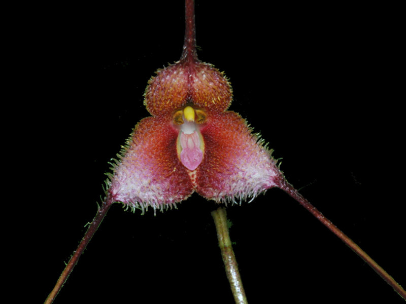 Dracula posadarum