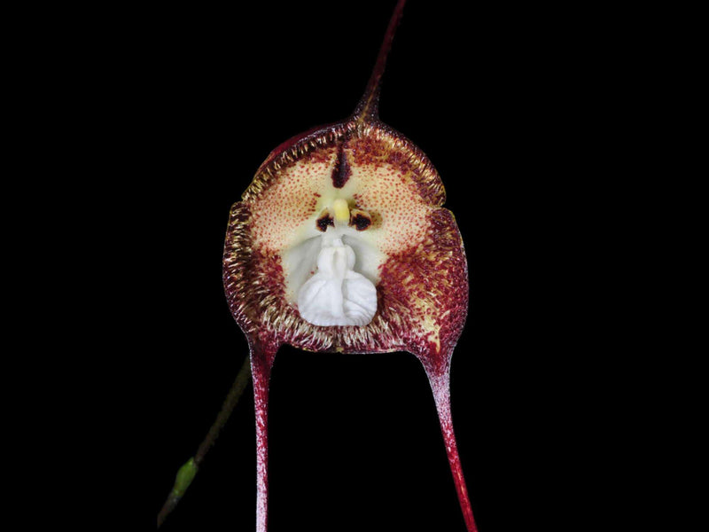 Simia Dracula simia — Ecuagenera Europe GmbH