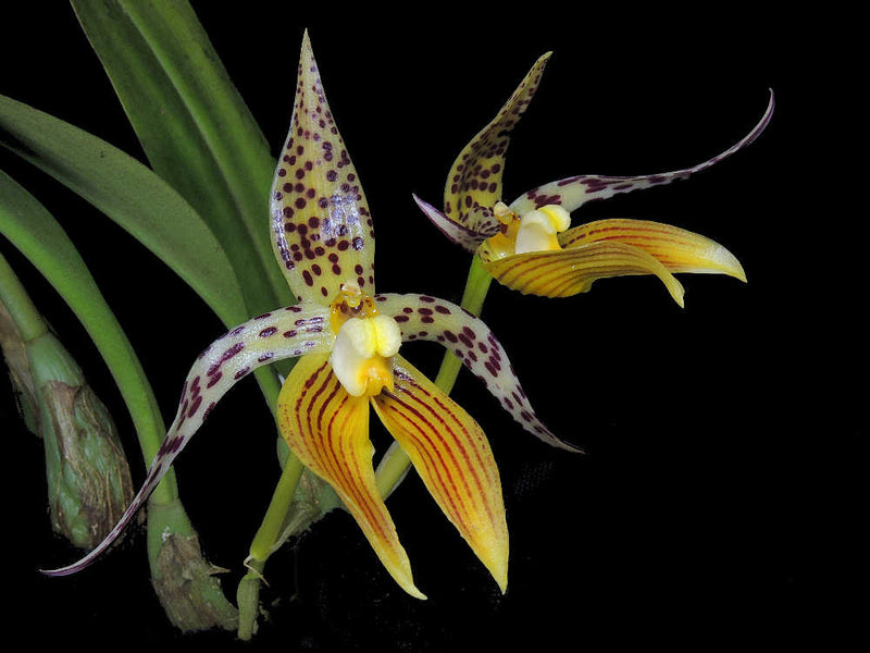 Bulbophyllum costatum