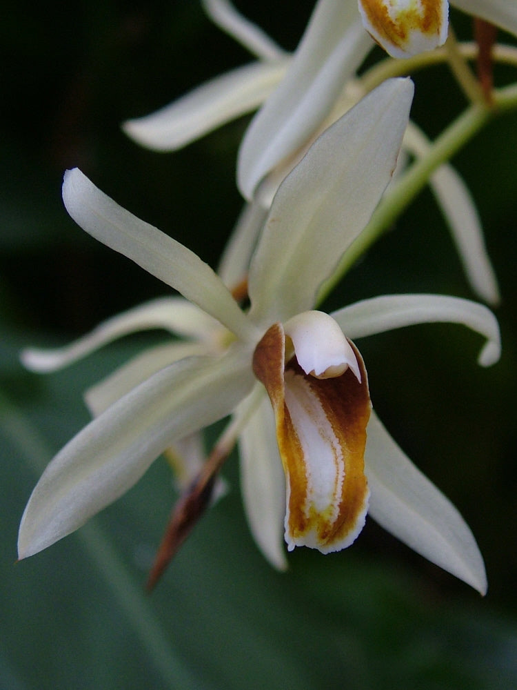 Coelogyne trinervis (16 cm Ampeltopf)