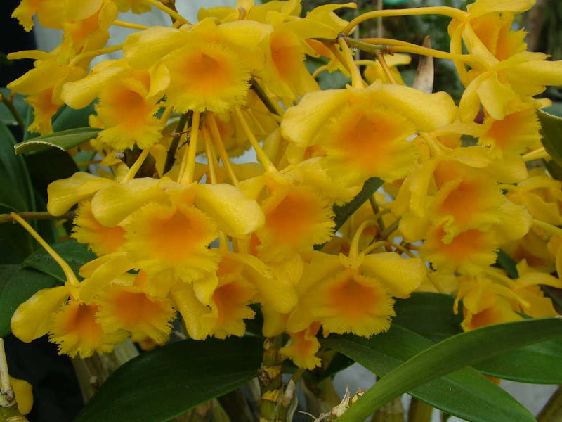 Dendrobium chrysotoxum (16 cm Ampeltopf)