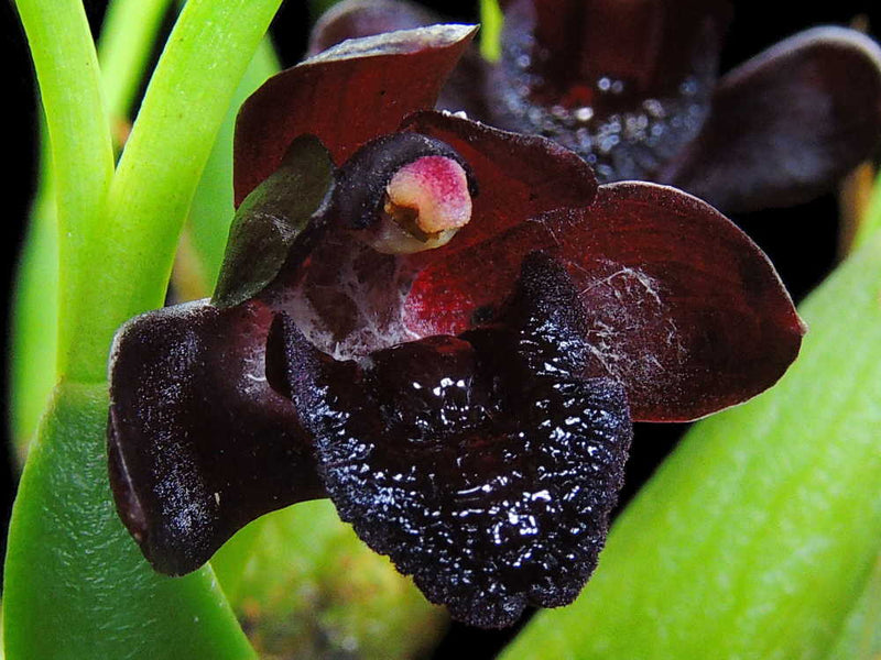 Maxillaria schunkeana (5 cm Topf)