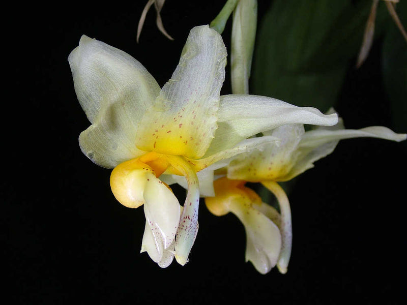 Stanhopea embreei