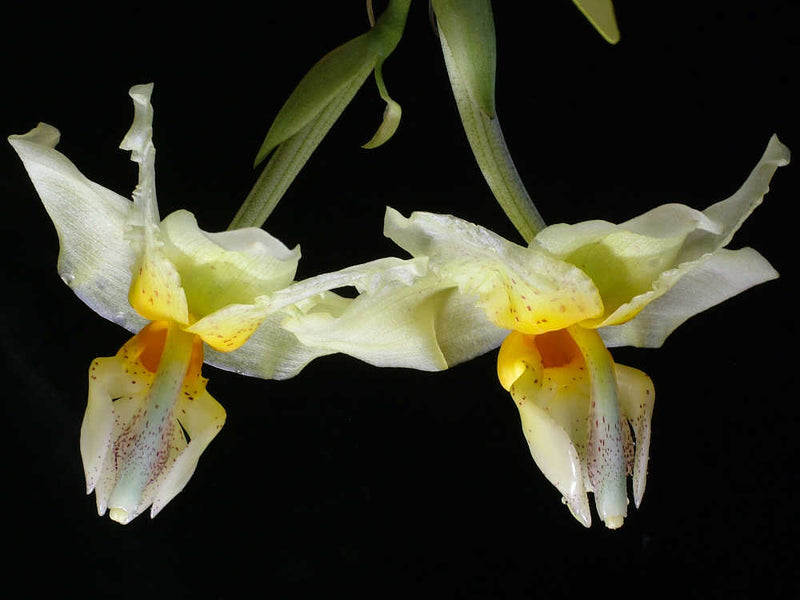 Stanhopea embreei