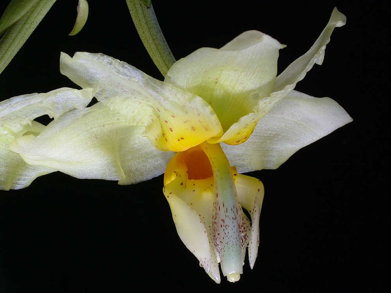 Stanhopea embreei