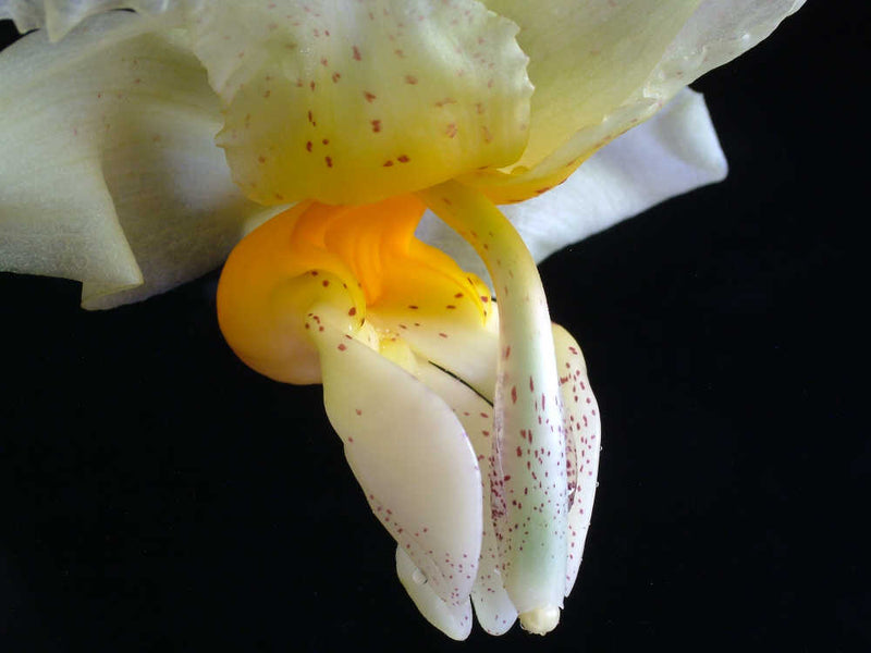 Stanhopea embreei