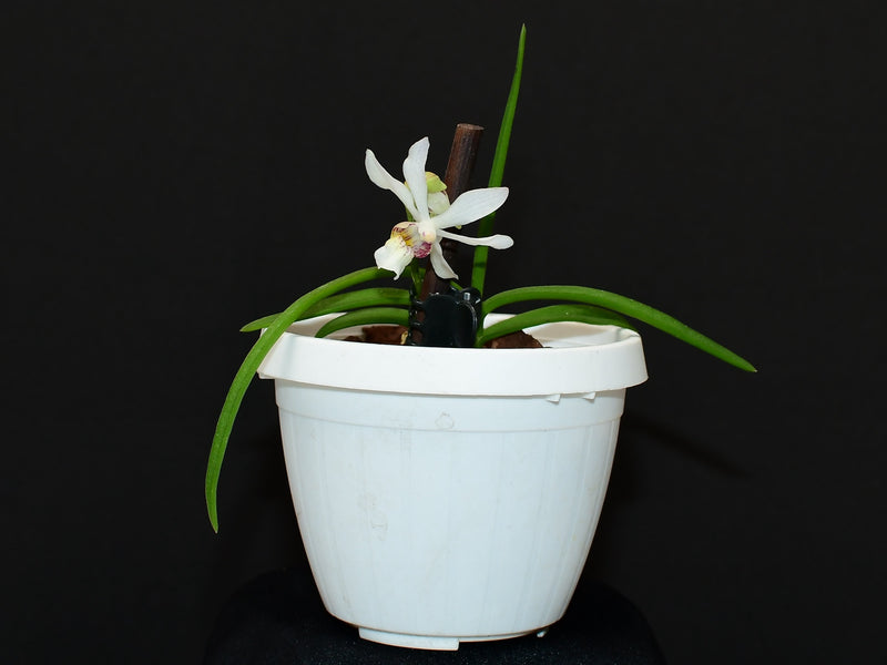 Holcoglossum lingulatum (9 cm Ampeltopf)
