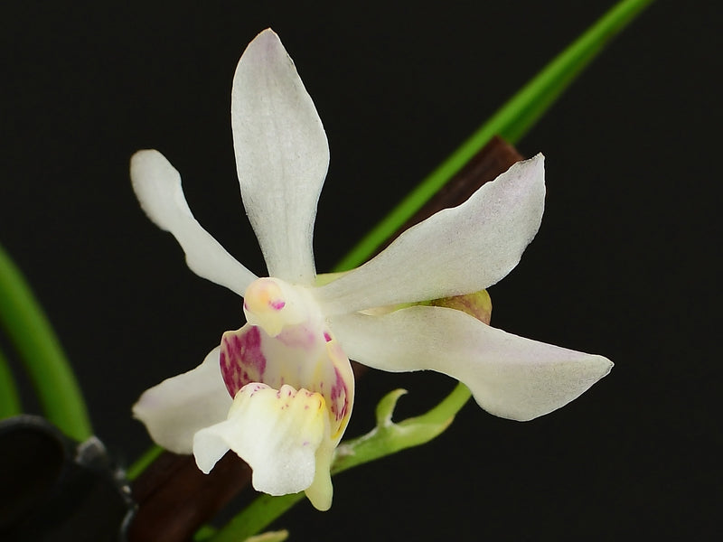 Holcoglossum lingulatum (9 cm Ampeltopf)