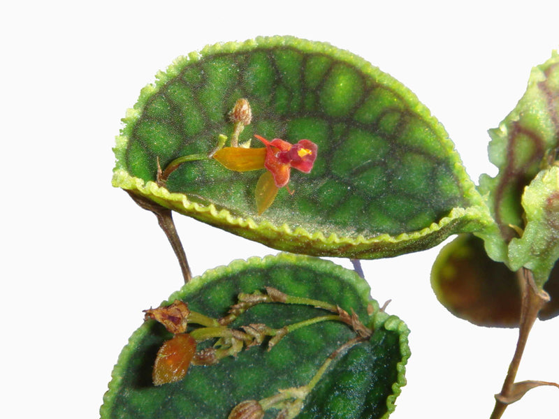 Lepanthes calodictyon