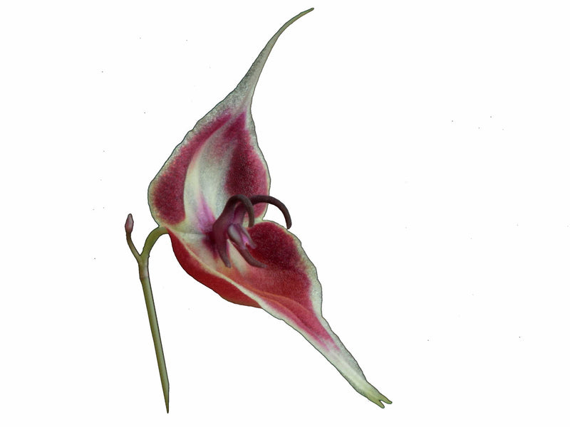 Lepanthes cloesii
