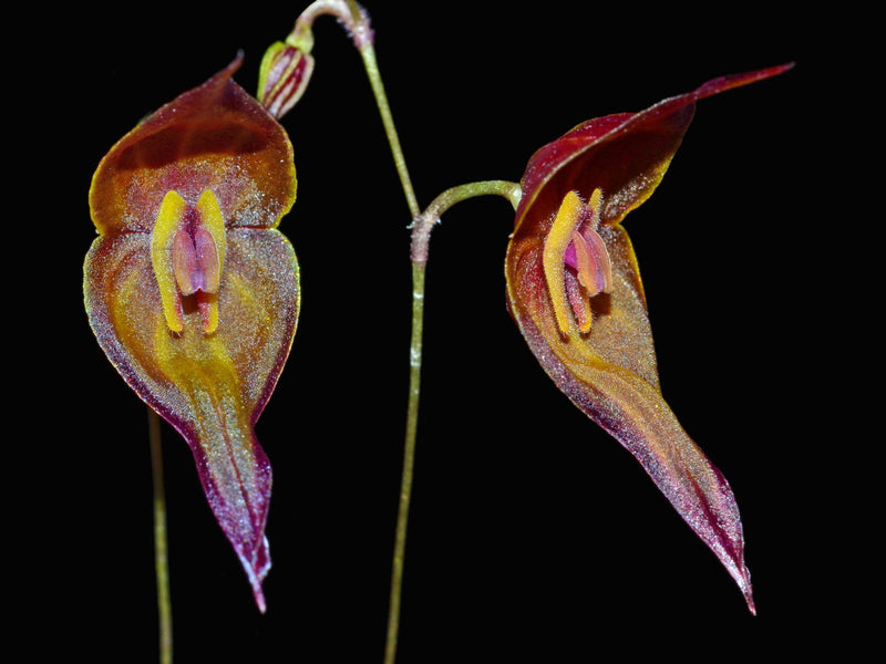 Lepanthes curiosa