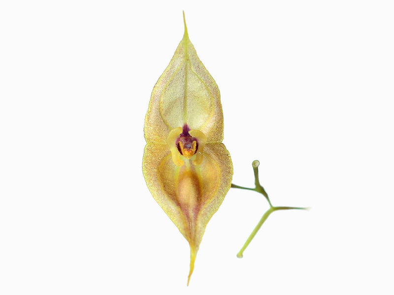 Lepanthes dalessandroi