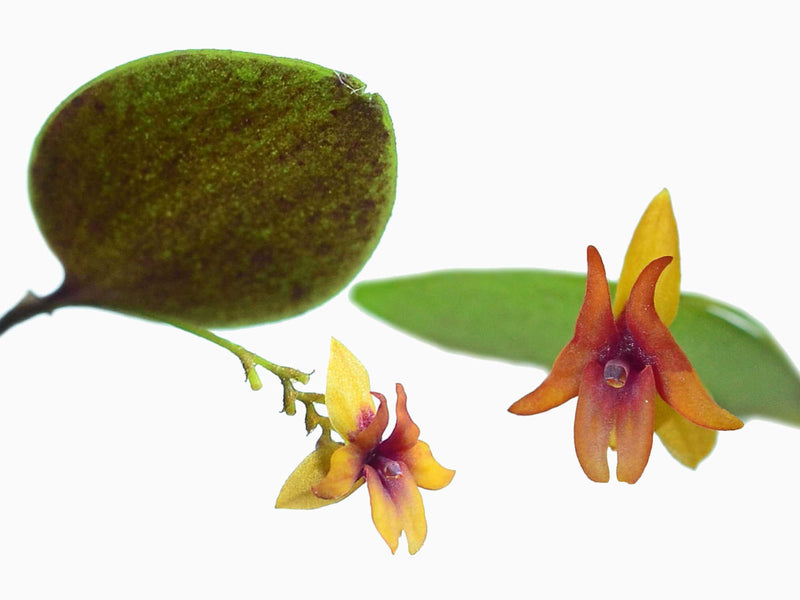 Lepanthes domingensis