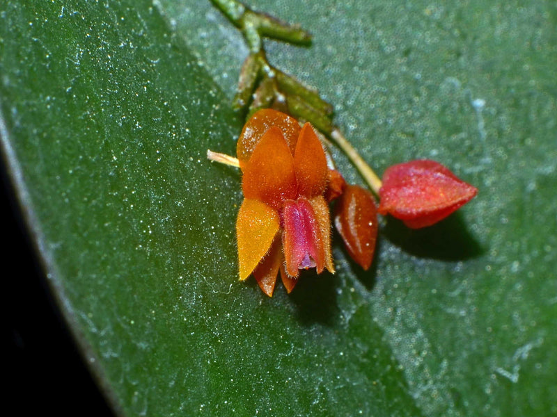 Lepanthes fimbriata OP in vitro