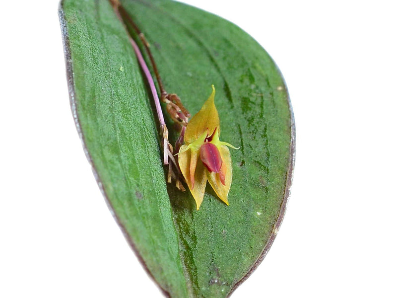 Lepanthes ortegae