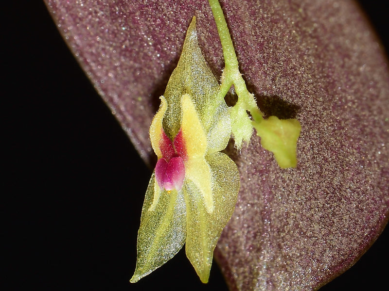 Lepanthes celox OP in vitro