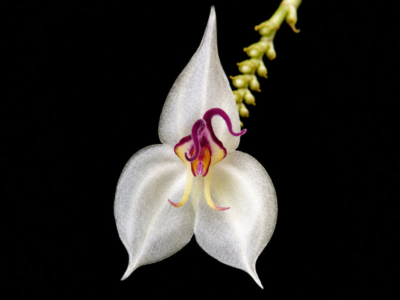 Lepanthes medusa OP in vitro