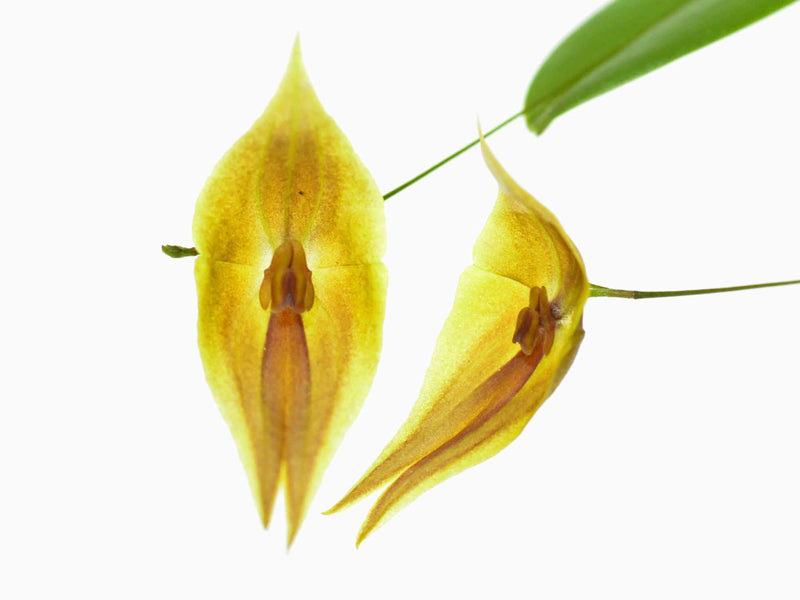 Lepanthes Elegant Escobar