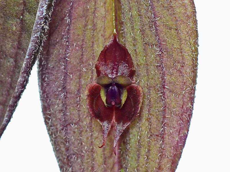 Lths. gargoyla x horrida