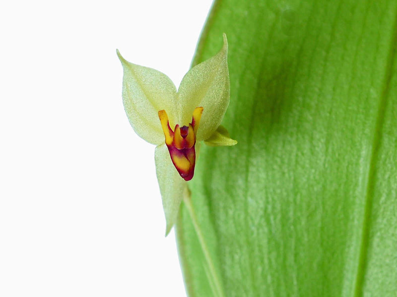 Lepanthes (nicolasii x steyermarkii)