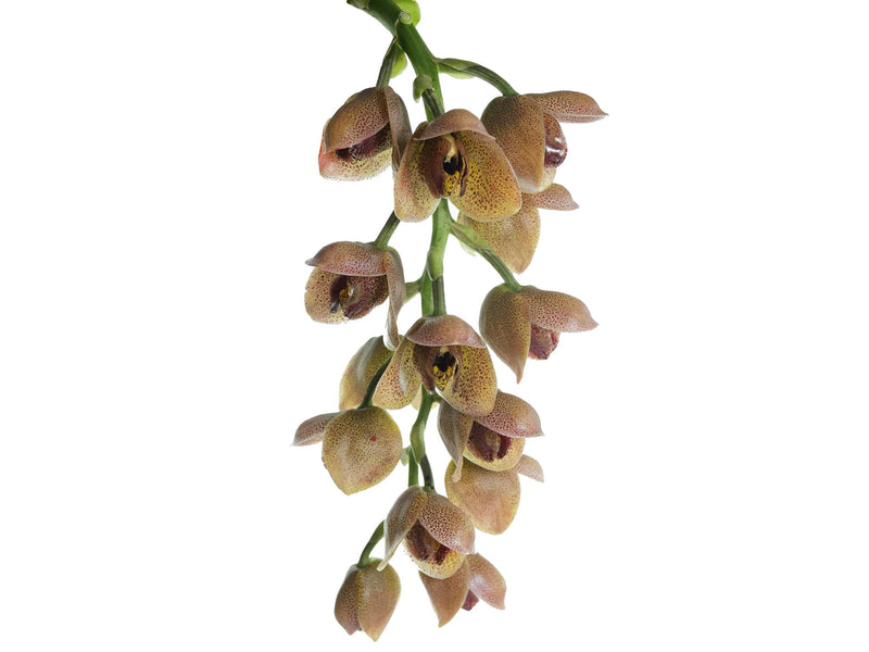 Acineta superba