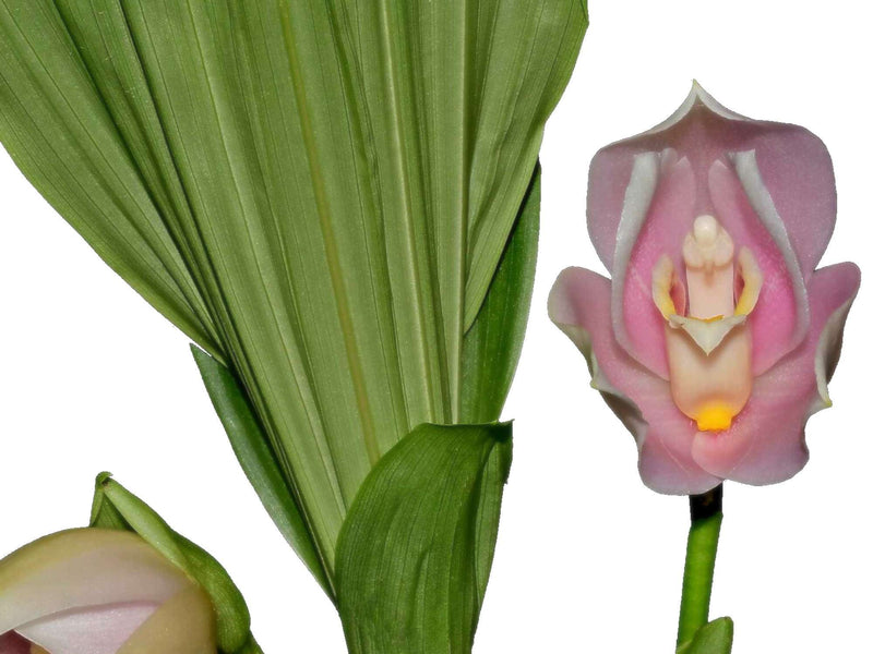 Angulocaste Ivan Portilla