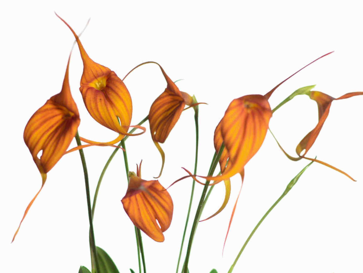 Masd. Imperial Flame — Ecuagenera Europe GmbH