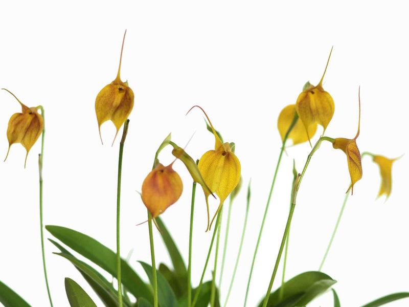 Masdevallia Sol del Medio Dia