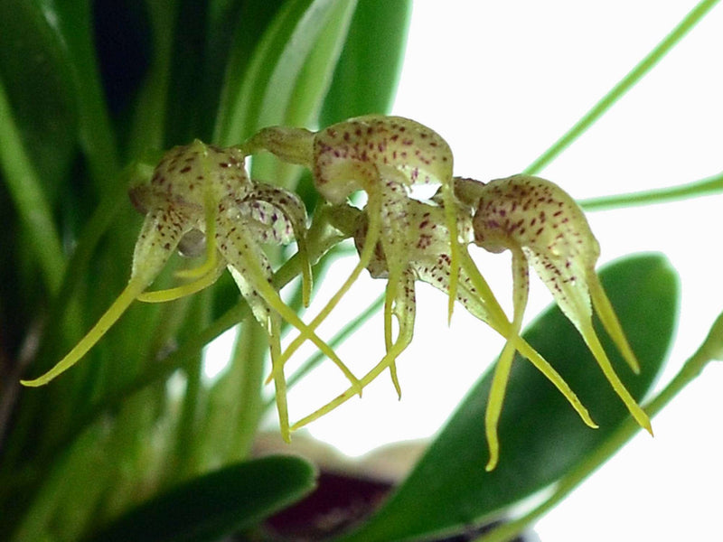 Masdevallia anceps