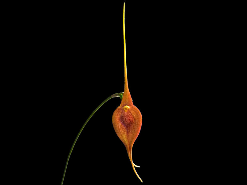 Masdevallia ayabacana