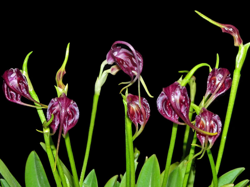 Masdevallia empusa