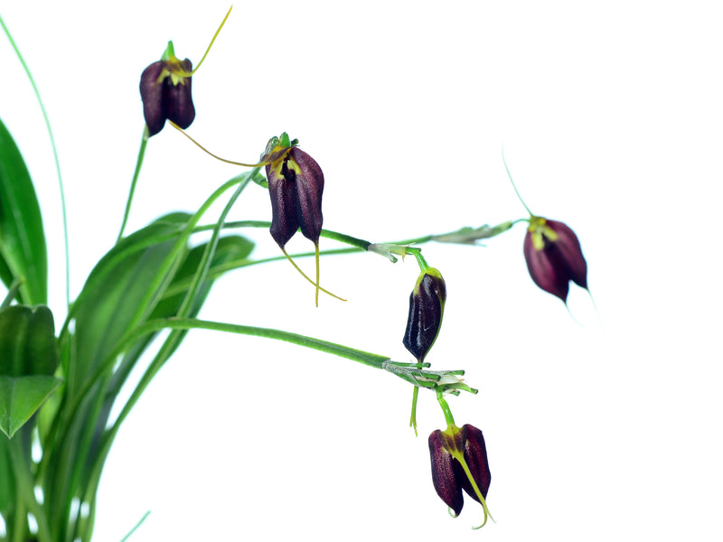 Masdevallia carruthersiana