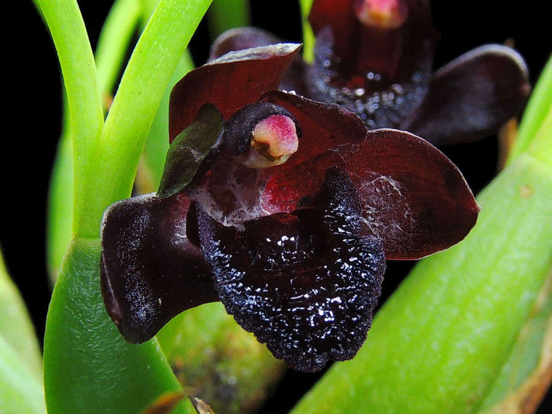 Maxillaria schunkeana