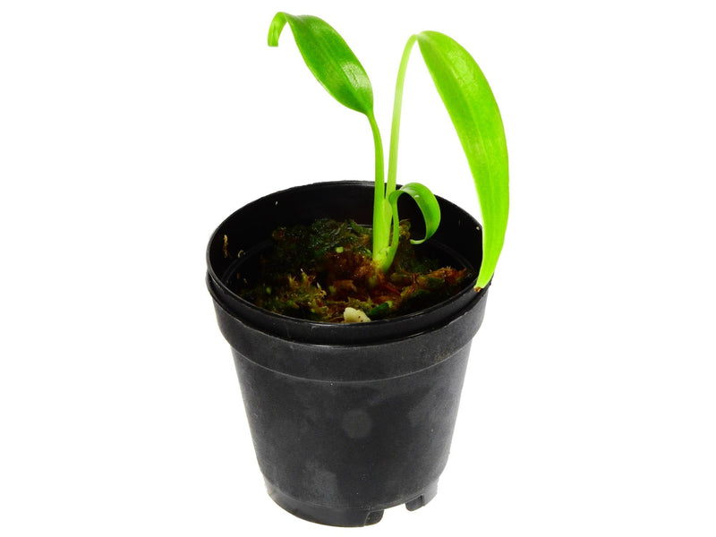 Monstera spec. nov. 'Burle Marx's Flame' XS (5,5 cm Topf)
