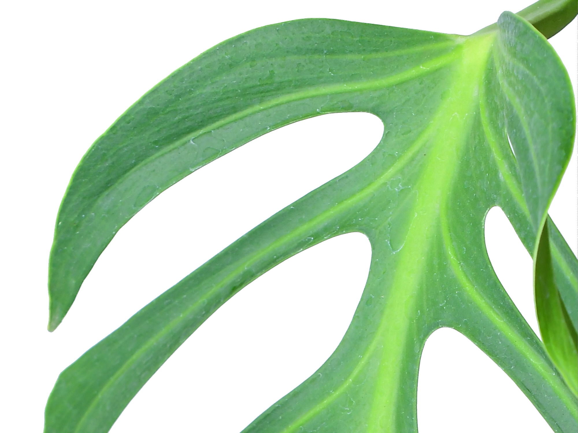 Monstera spec. nov. 'Burle Marx's Flame' (11 cm Topf) — Ecuagenera Europe  GmbH