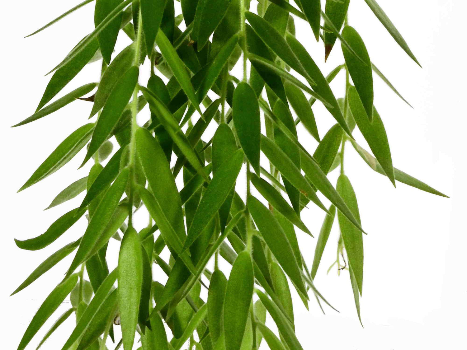 Ceratostema rauhii — Ecuagenera Europe GmbH