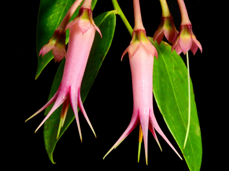 Ceratostema zamorana