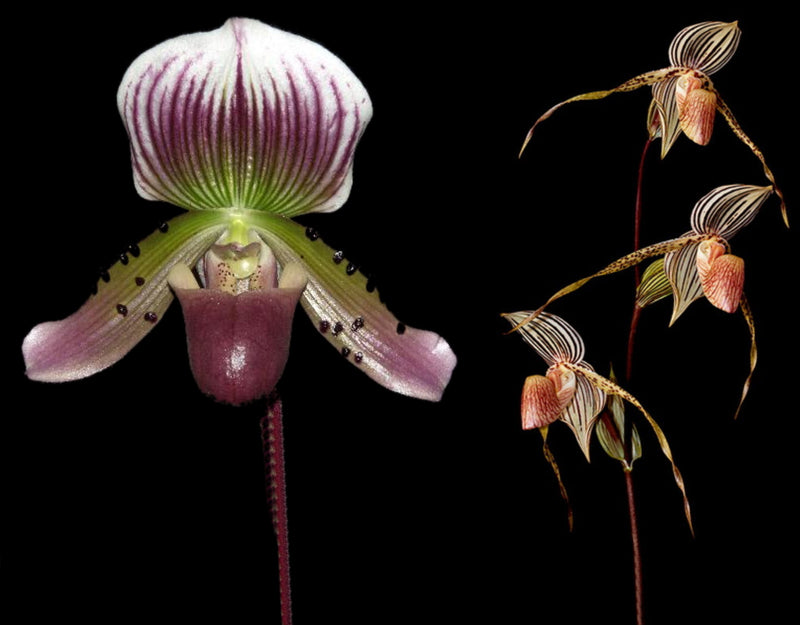 Paphiopedilum Gert Cramer x Paph. Bel Royal