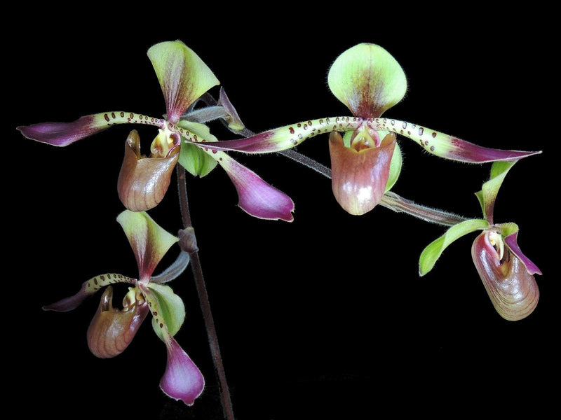 Paphiopedilum lowii (9 cm Topf)