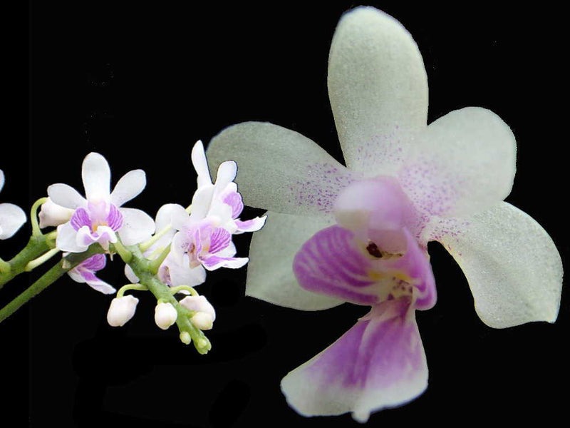 Kingidium deliciosum (5,5 cm Topf)
