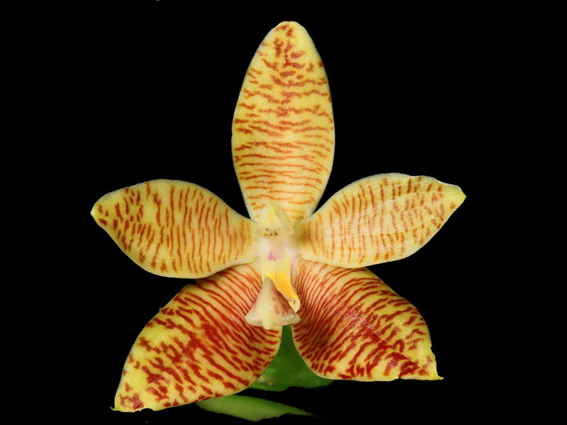 Phalaenopsis Senne Esther (5,5cm Topf)