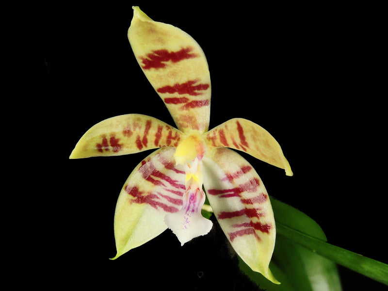 Phalaenopsis Senne Esther (5,5cm Topf)