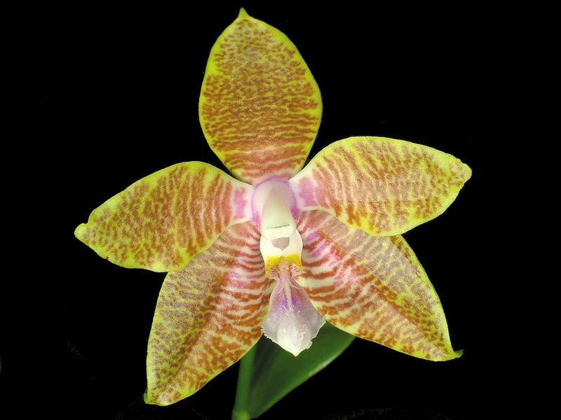 Phalaenopsis Senne Esther (5,5cm Topf)