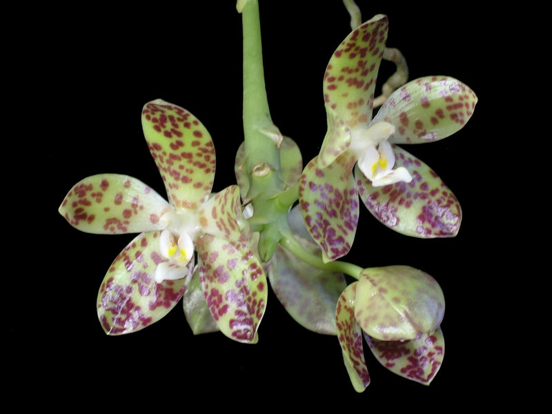 Phalaenopsis doweryensis (5,5 cm Topf)