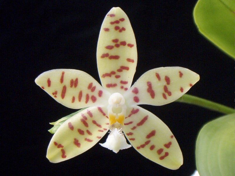 Phalaenopsis pallens var. denticulata (10 cm Topf)