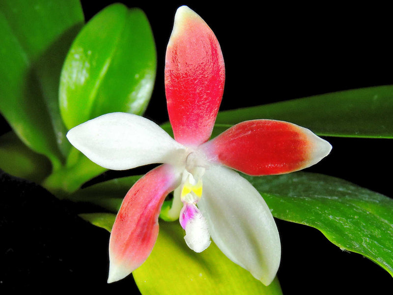 Phalaenopsis speciosa/zebrina (5 cm Topf)
